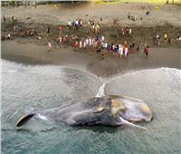 نفوق أكبر الحيتان على الشواطئ يثير القلق في إندونيسيا 
