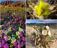 «حديقة أنزا بوريجو».. صحراء مغطاة بألف لون من الزهور بكاليفورنيا| صور 