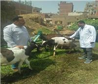 قافلة بيطرية من جامعة الزقازيق تُعالج 2240 حيوانًا وطائرًا في إحدى قرى الشرقية 