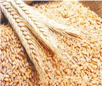 برلماني: زيادة سعر أردب القمح يشجع على التوسع في زراعة المحاصيل الاستراتيجية ‎‎