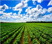 الزراعة: 8 توصيات لمزارعي محصول الشعير خلال شهري أبريل ومايو