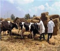 تحصين 555 ألف رأس ماشية من الحمى القلاعية والوادي المتصدع بالشرقية