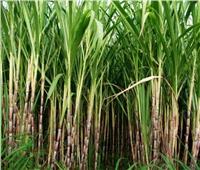 9 توصيات فنية لمزارعي محصول قصب السكر خلال شهر أبريل