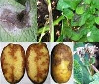 خبير: التغيرات المناخية وراء إصابة زراعات البطاطس بـ«الندوة المتأخرة»