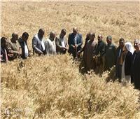 «الزراعة» تناشد الفلاحين بتوريد محصول القمح إلى مراكز التجميع بالمحافظات 