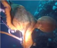 أخطبوط عملاق يهجم على غواص.. حاول سحبه للأعماق| فيديو