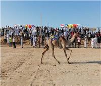 الأربعاء المقبل انطلاق مهرجان سباق الهجن بشمال سيناء