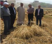 وكيل وزارة الزراعة بالغربية يشهد بدء حصاد القمح | صور