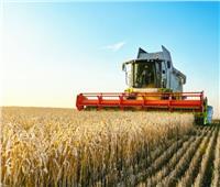 زراعة الغربية: بدء موسم حصاد القمح وإجمالي المساحة المنزرعة 134 ألفا و250 فدانا