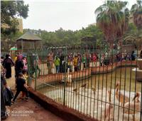 حديقة الحيوان بالشرقية تواصل استقبال المواطنين في إجازة عيد الفطر| صور