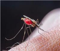 الاحتفال باليوم العالمي لمكافحة الملاريا.. احذر من لدغات البعوض والذباب