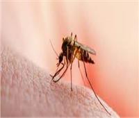 الصحة العالمية: 4 حقائق حول الملاريا.. و 95% من الإصابات بأفريقيا  