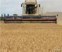 الكرملين: نقص الحبوب الأوكرانية الروسية لن يسبب أزمة غذاء عالمية 