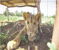 بسبب أحداث السودان .. 25 أسدًا جائعًا في حديقة الحيوان