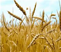 وزير التموين: مصادرة القمح المحلي المخلوط وغلق المطاحن المخالفة