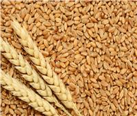 زراعة الشيوخ: 1500 جنيه سعر توريد القمح حاليا.. «مناسب ومجزٍ للزارعين»