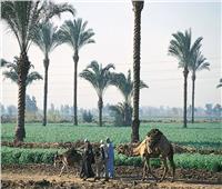 أستاذ اقتصاد: الزراعة التعاقدية سياسة مهمة انتهجتها مصر