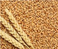 «التموين» تحذر من استخدام القمح كعلف: جريمة تستوجب مصادرة المحصول