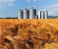 التموين: ارتفاع  توريد القمح المحلي إلى 800 ألف طن حتى الآن