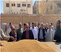 توريد 60 ألف طن من محصول القمح بالشون والصوامع في المنيا