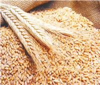 استلام 22 ألف طن من القمح ببني سويف منذ بداية موسم الحصاد