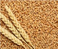 مديرية الزراعة بالإسماعيلية: توريد أكثر من 9 آلاف و884 طنا من القمح حتى الآن