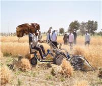 «الزراعة» تواصل حصاد حقول تقاوي القمح ونقلها لمحطات الغربلة| صور