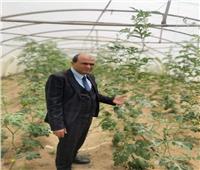 البرنامج الوطني لإنتاج تقاوي الخضر تقيم 80 هجن طماطم لطرحها للمزارعين