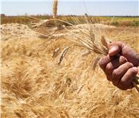 بزيادة 50 ألف فدان عن العام الماضي.. «الوادي الجديد» تبدأ موسم حصاد القمح 