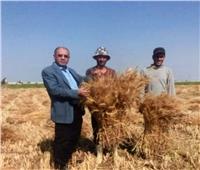 «الزراعة»: حملات لمتابعة حصاد وتوريد القمح بجميع المحافظات