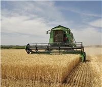 أستاذ اقتصاد زراعي: الدولة تستهدف رفع نسبة الاكتفاء الذاتي من القمح لـ70%
