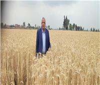 بالصور.. وكيل «زراعة الغربية» يتابع حصاد القمح