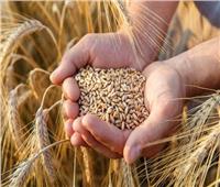 أستاذ اقتصاد: «القمح» المحصول الاستراتيجي رقم 1 في ملف الأمن الغذائي
