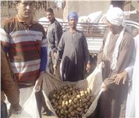انطلاق موسم الزراعات الصيفية| «برجاية» المنيا تُصدر البطاطس لأوروبا