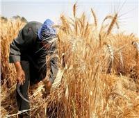«التموين»: ارتفاع معدل توريد القمح المحلي إلى 1.5 مليون طن