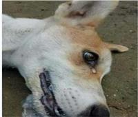 انتهاك غير إنساني لحقوق الحيوان.. مقتل 100 كلب في كمباوند شهير بأكتوبر| صور