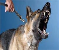 «عضة كلب».. شروط حيازة الحيوانات الخطرة في القانون الجديد