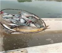 إلقاء 600 ألف زريعة أسماك بلطي في بحر أبو الأخضر بمدينة الزقازيق