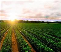  «طفرة هائلة في زراعة واستصلاح الأراضي» | تقرير