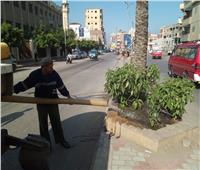 زراعة 175 ألف شجرة بالميادين والمدارس ومراكز الشباب بكفر الشيخ