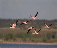 البيئة تحتفل غداً باليوم العالمي للطيور المهاجرة بمحمية آشتوم الجميل