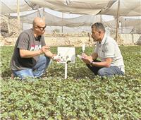 قرى‭ ‬‬ترفع‭ ‬شعار‭‬‮«‬زيرو‭ ‬بطالة‮»‬| شتلات الفراولة والزهور للتصدير بالقليوبية