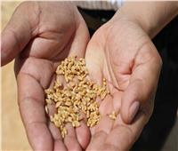 نائب محافظ المنيا يعلن توريد 238 ألف طن من محصول القمح بشون وصوامع المحافظة