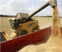 الزراعة: زيادة سعر توريد القمح شجع المزارعين على زراعة القمح