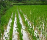 «الزراعة» تحذر مزارعي محصول الأرز من حرارة الصيف 