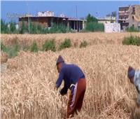 محافظة دمياط تتخطى المستهدف بنسبة 101% من توريد القمح| فيديو