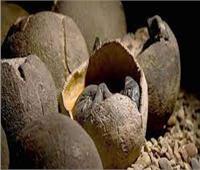 اكتشاف بيض متحجر للديناصورات في مقاطعة فوجيان بشرقي الصين