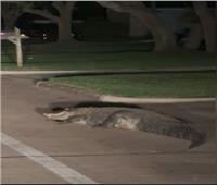 تمساح ضخم يتجول في شوارع مدينة ميسوري الأمريكية