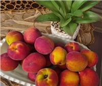 أسعار الفاكهة بسوق العبور اليوم الخميس 25 مايو
