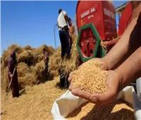 محافظ الغربية: توريد 235 ألف طن من القمح للشون والصوامع حتى الآن